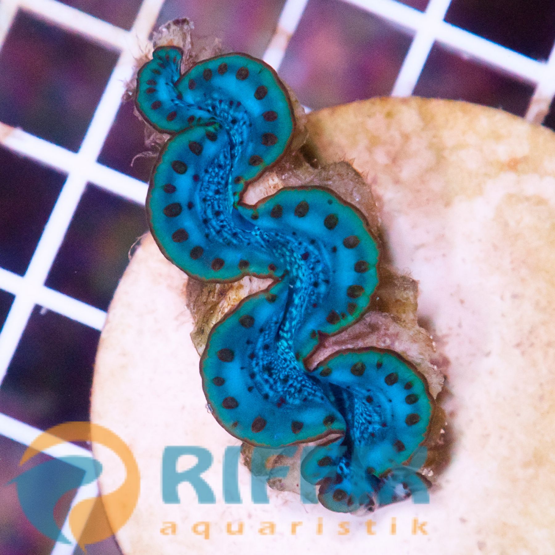 Tridacna Maxima Blau 5cm